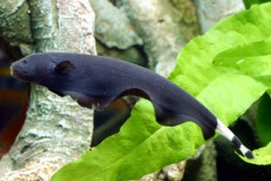 Black Ghost knifefish