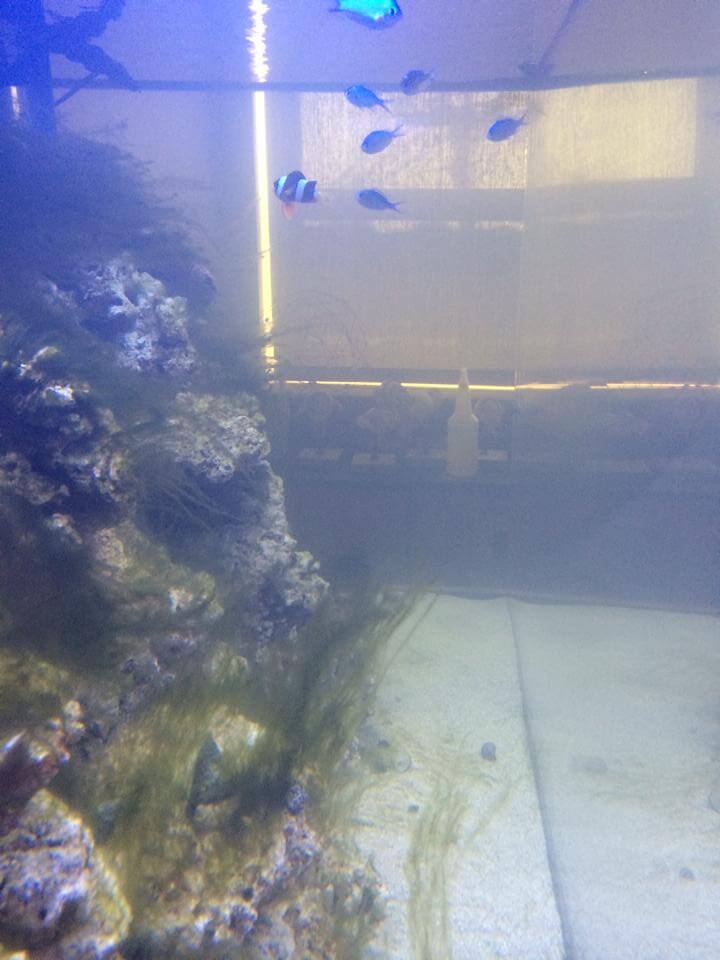 Bryopsis Algae