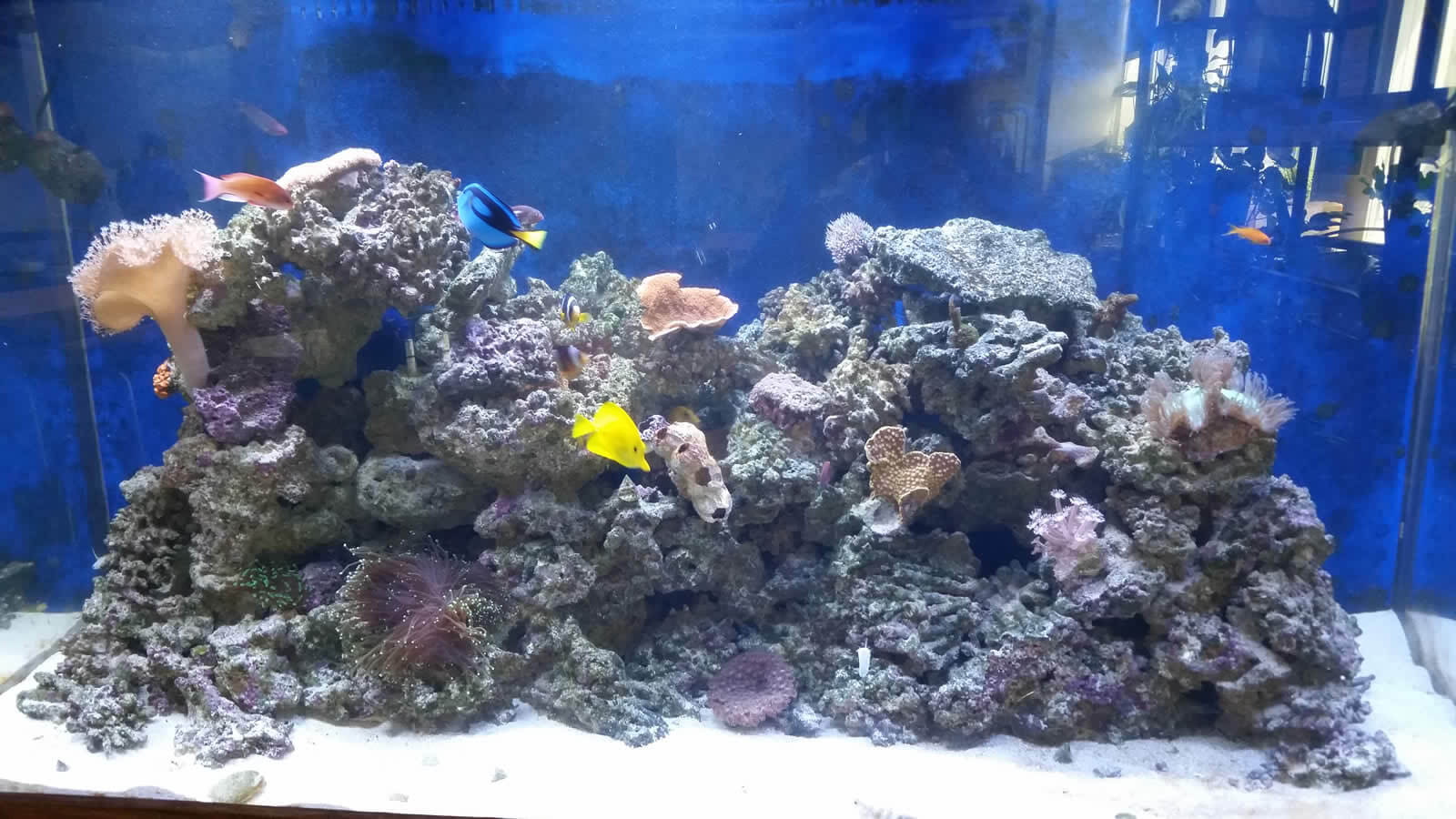 300 Gallon Reef Tank
